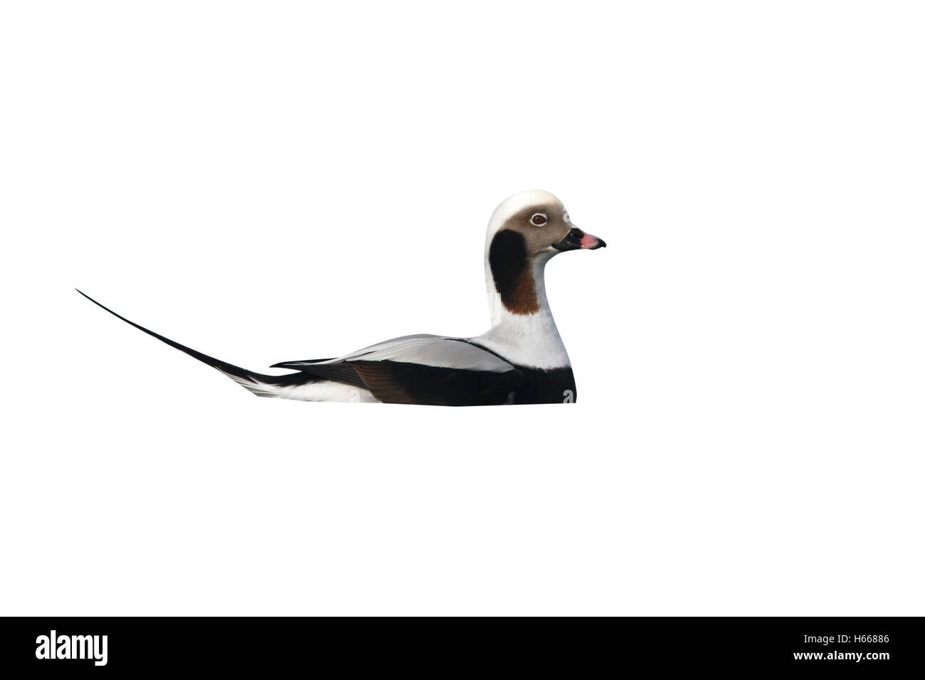 Long-tailed Duck, Clangula hyemalis, homme célibataire sur l'eau, New York, USA, hiver Banque D'Images