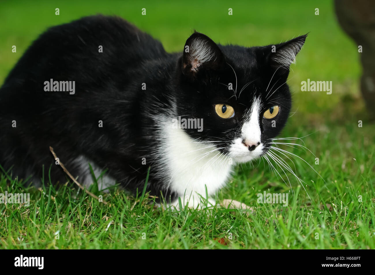 Chat noir et blanc assis sur l'herbe verte et les montres. Banque D'Images