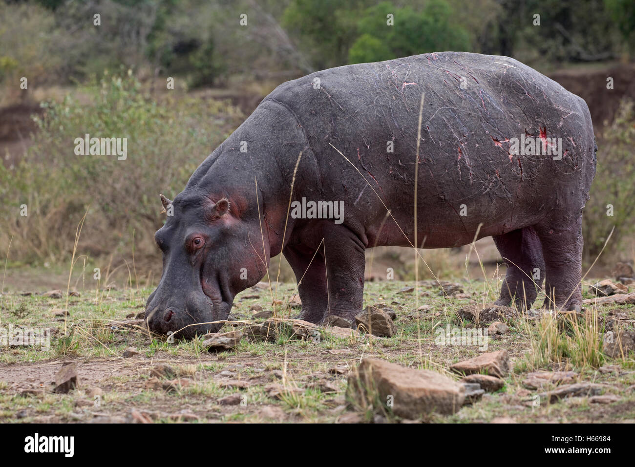 Un hippopotame paissant sur des rives de la rivière Mara Masai Mara, Kenya Banque D'Images