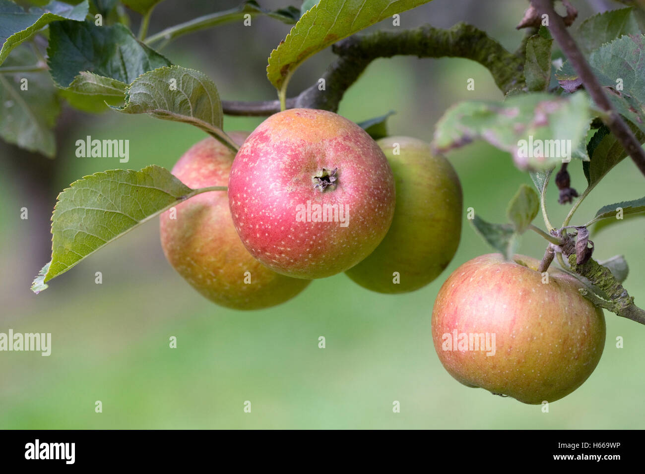 Malus domestica 'Reinette d'Or'. La pomme 'Reinette d'or Heusgen' pousse dans un verger anglais. Banque D'Images