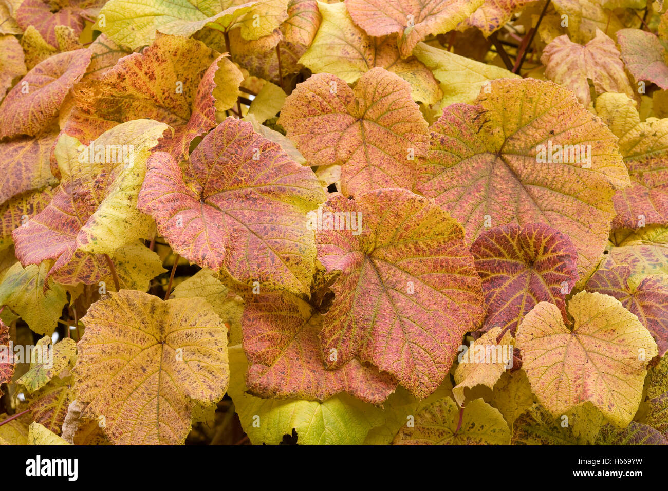 Vitis vinifera feuilles à l'automne. Banque D'Images