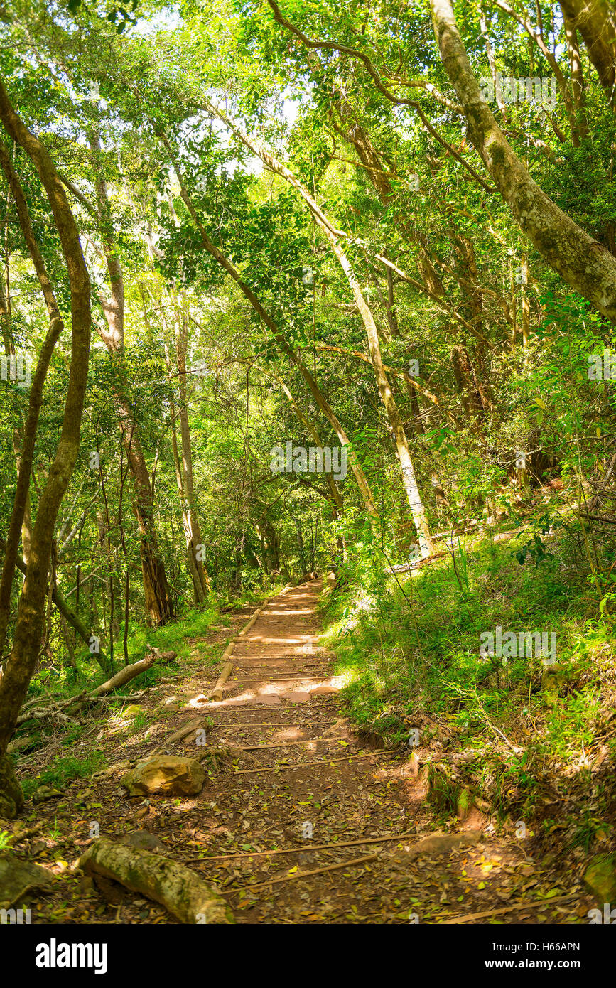 Smuts track piste de marche pour la randonnée sur la Montagne de la table au Cap, Afrique du Sud Banque D'Images