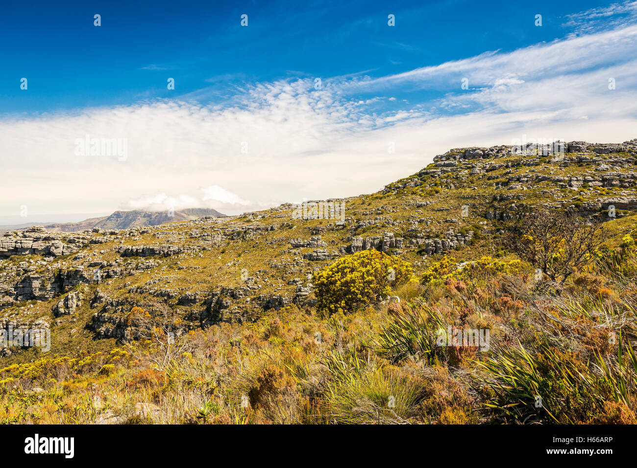 Paysage de printemps au sommet de Table Mountain, Cape Town en Afrique du Sud Banque D'Images