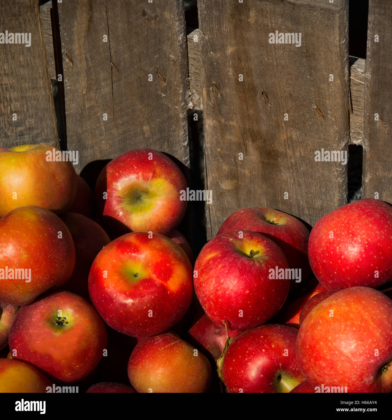 Les pommes dans des caisses en bois carré (bannière) Banque D'Images