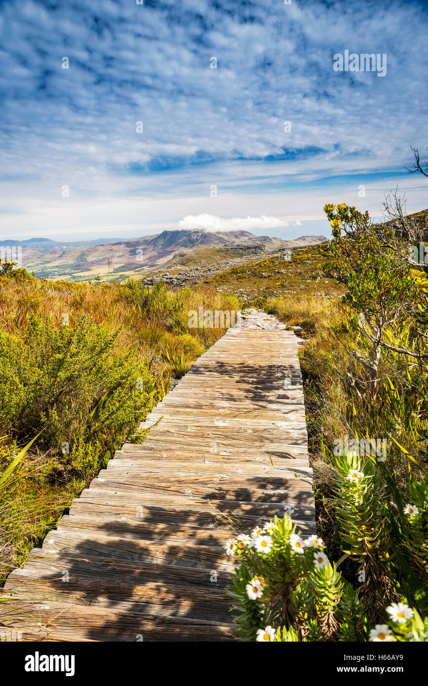 Fleurs sauvages aux côtés d'une piste de marche au sommet de la Montagne de la table de la ville du Cap en Afrique du Sud Banque D'Images