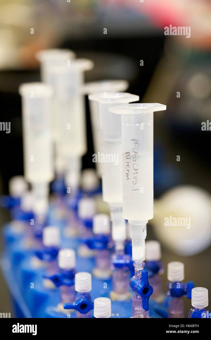 Les colonnes d'isolation de l'ADN fixé sur le collecteur d'aspiration. Colonnes contiennent une résine utilisée pour isoler l'ADN plasmidique Banque D'Images