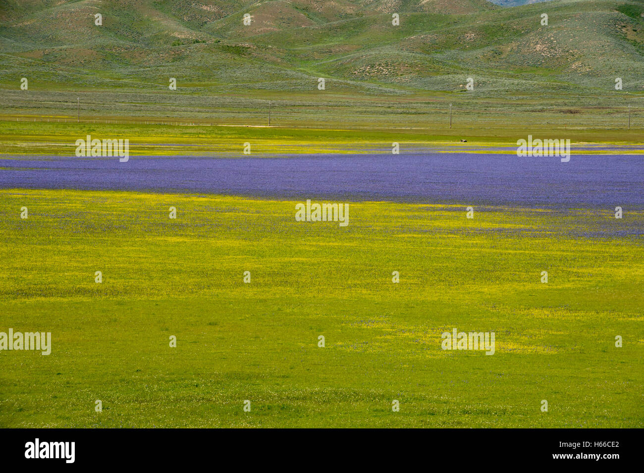 Camas Prairie dans la région de Elmore Comté, New York Banque D'Images