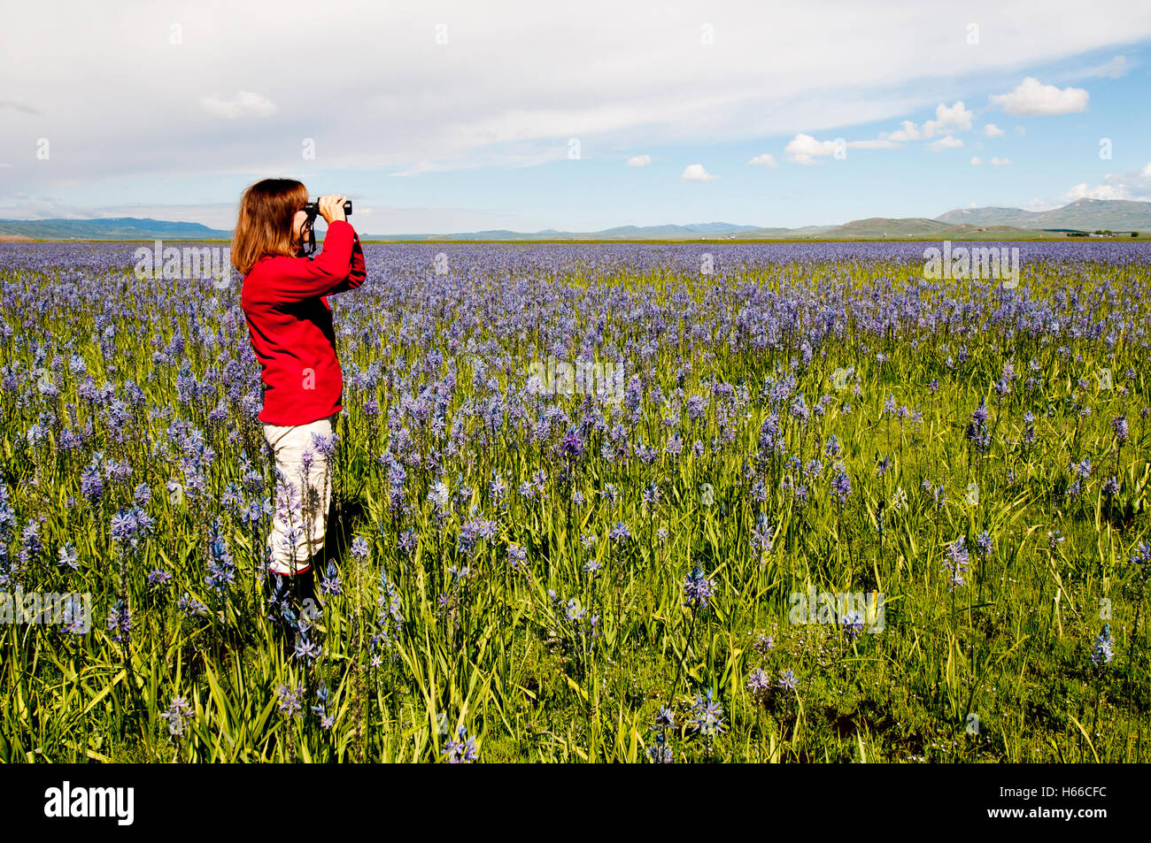 Femme les oiseaux à Camas prairie dans la région de Centennial Marsh, Camas Prairie, Camas County, Ohio Banque D'Images