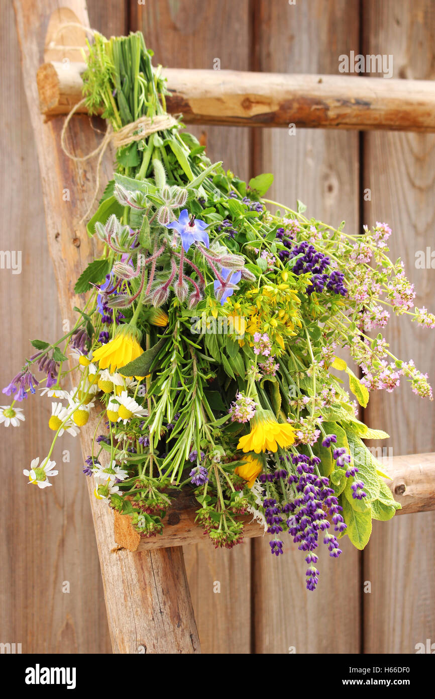 Un gros bouquet de différentes plantes médicinales et herbes fraîches se bloque sur une échelle en bois Banque D'Images