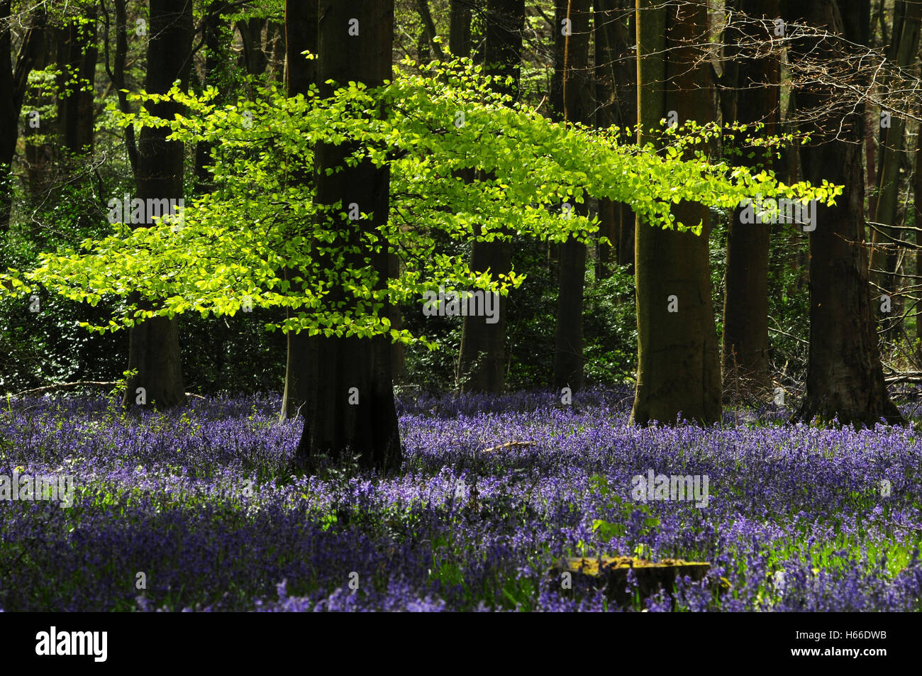 De hêtre et de jacinthes. Wiltshire, Royaume-Uni Banque D'Images