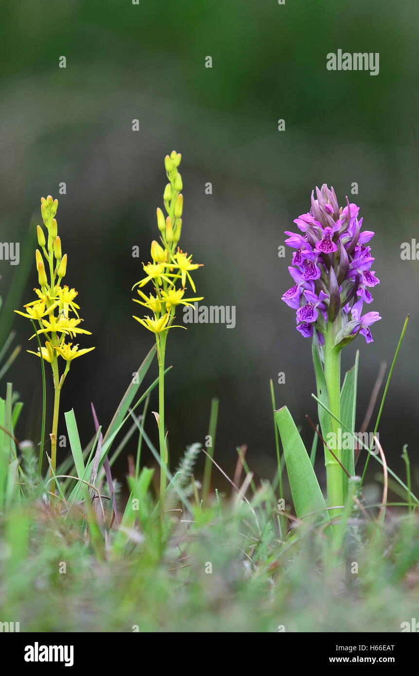 Début marsh orchid et bog asphodel en fleur Banque D'Images