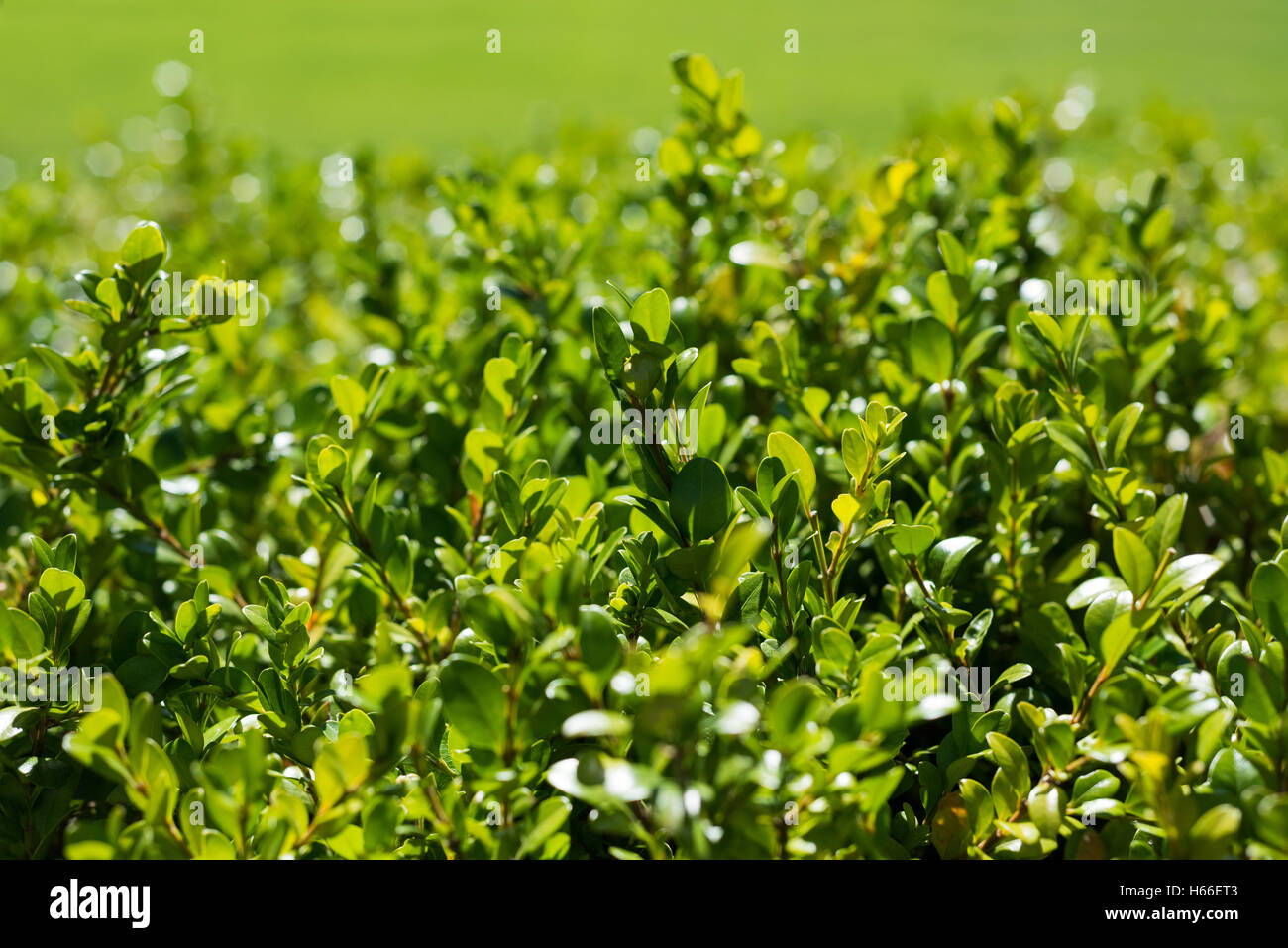 Close-up de plantes vertes Banque D'Images