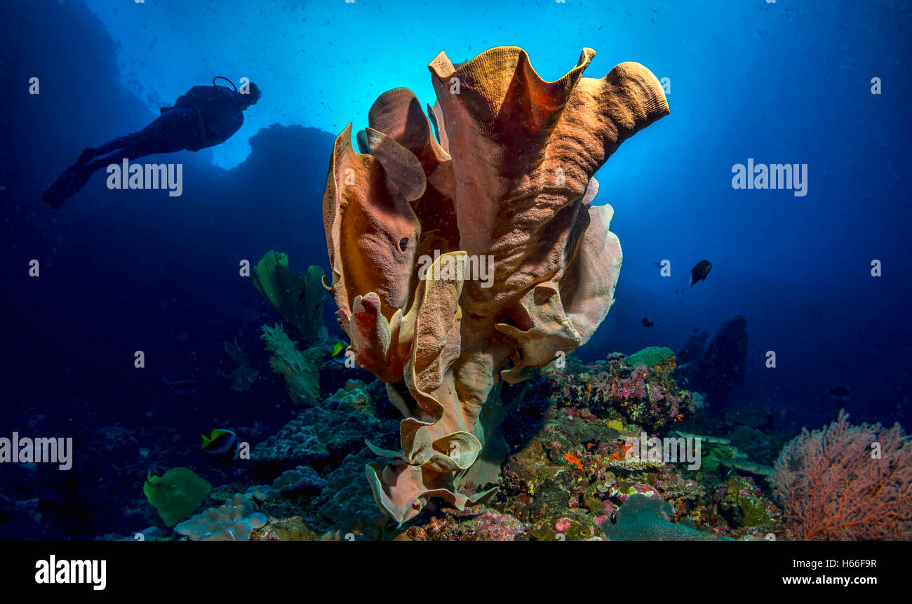 Coral reef avec éponge de mer et de plongée sous marine Banque D'Images