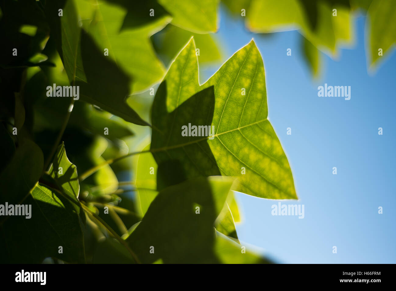 Close-up de feuilles vertes Banque D'Images