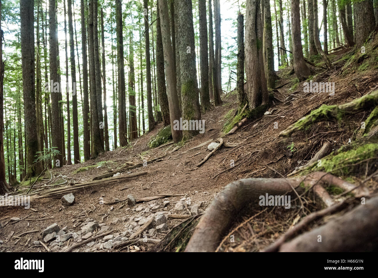 Voir des forêts tropicales Banque D'Images