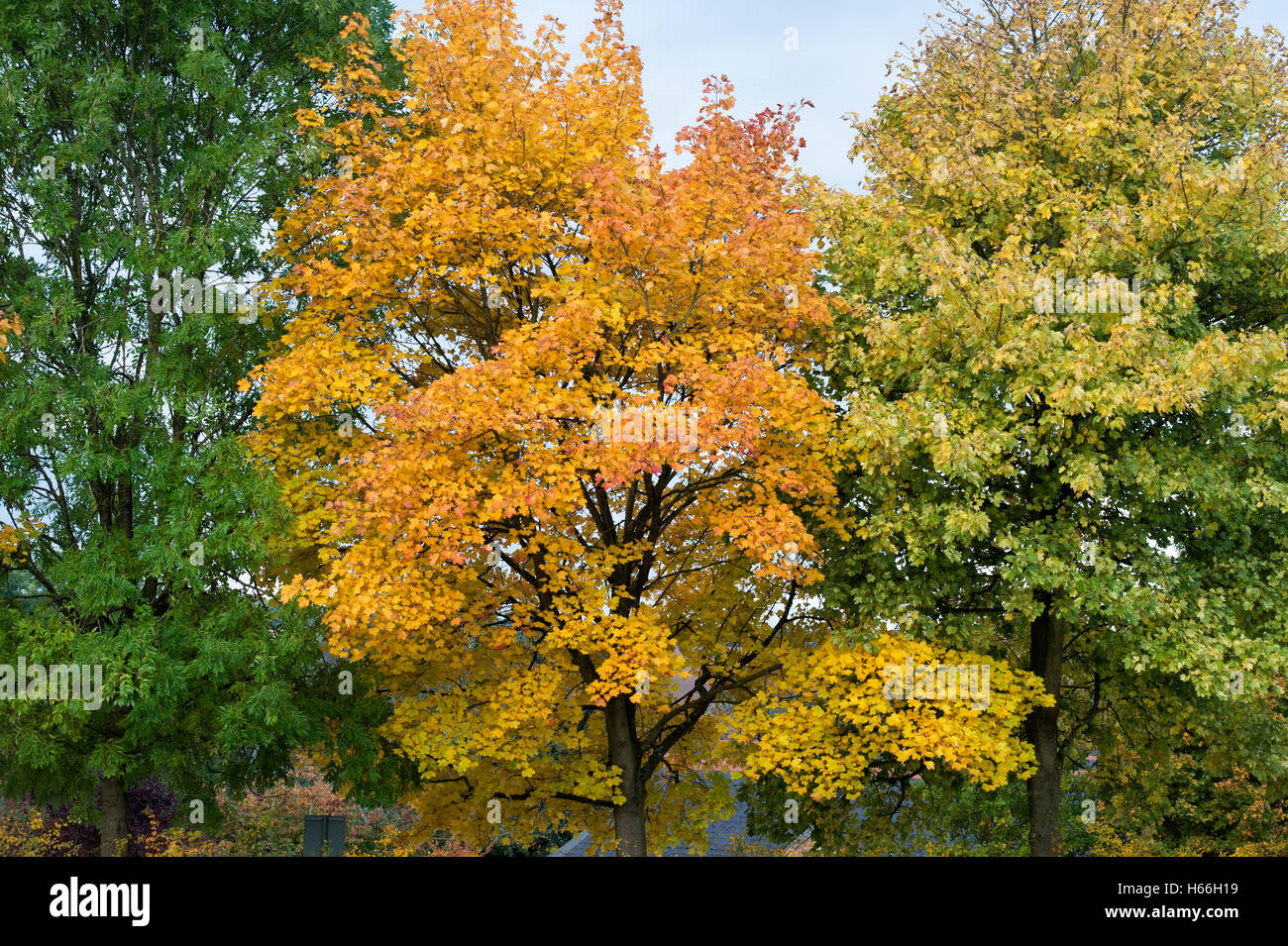 Acer Saccharum. L'Érable à sucre les feuilles des arbres en automne Banque D'Images