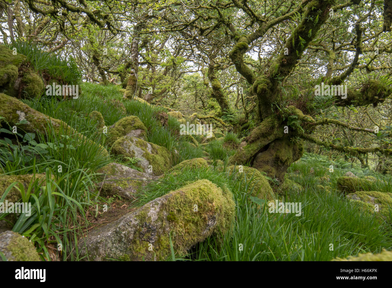 Wistman's wood, Dartmoor Banque D'Images