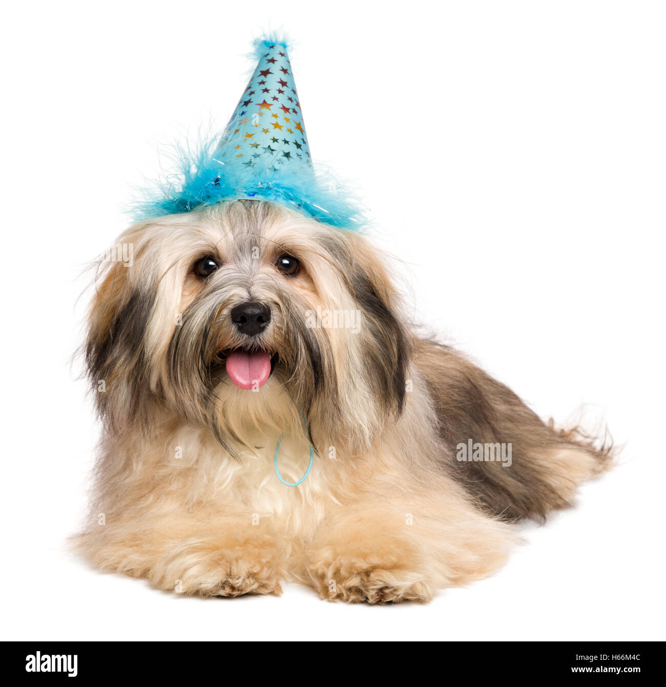 Heureux mignon Bichon Havanese puppy dog in a blue party hat Banque D'Images