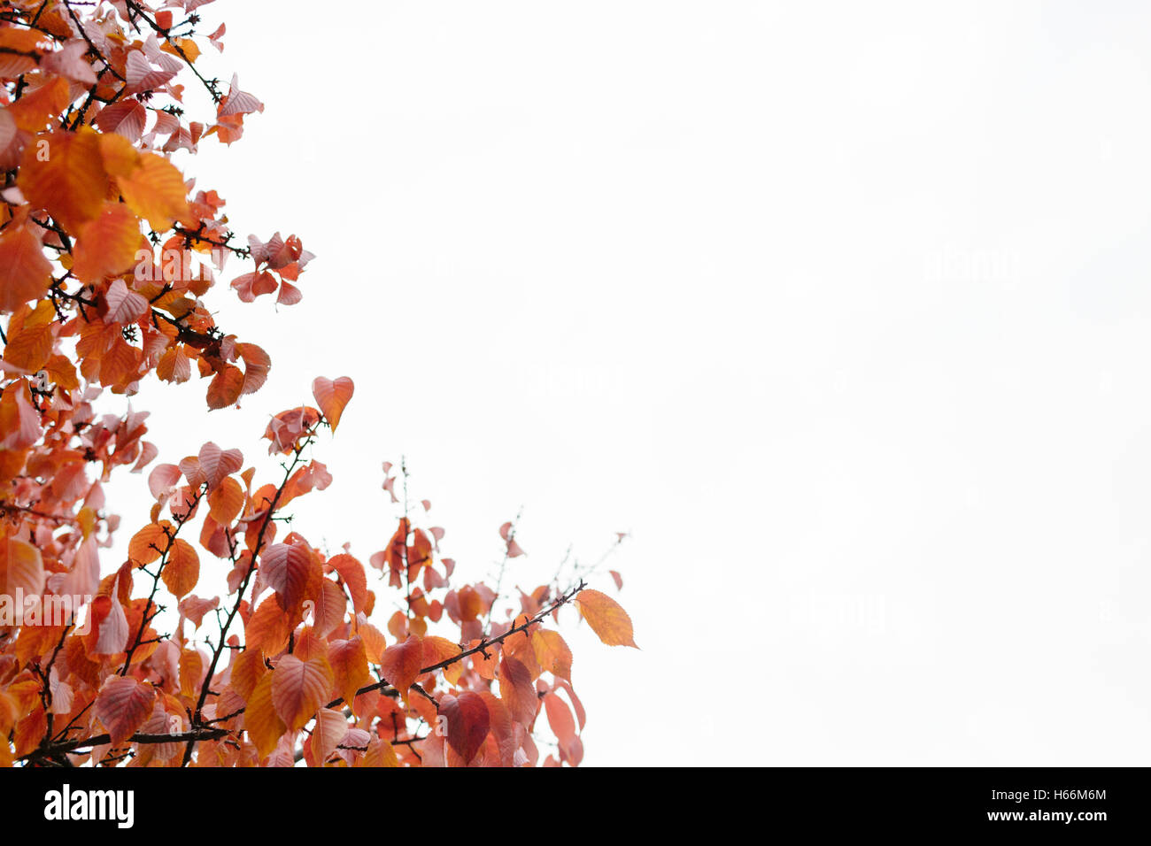 L'automne les feuilles rouges sur un fond de ciel blanc Banque D'Images