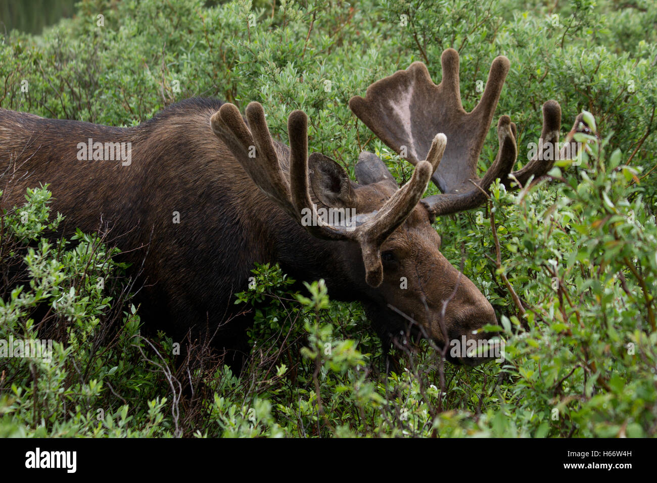 Bull Moose mâle et le feuillage des arbustes de l'alimentation Banque D'Images