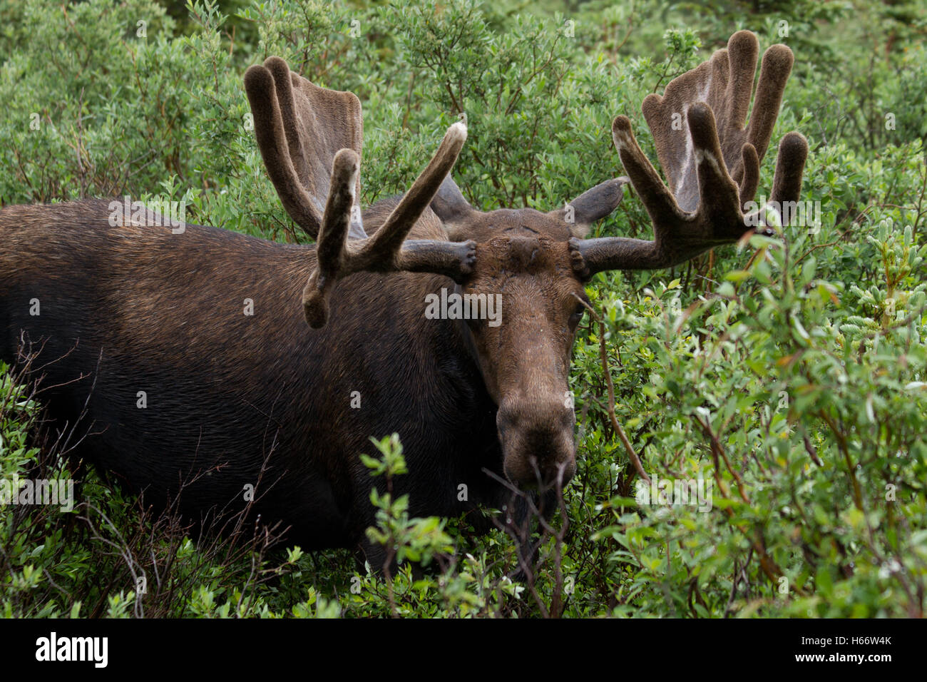 Bull Moose mâle et le feuillage des arbustes de l'alimentation Banque D'Images