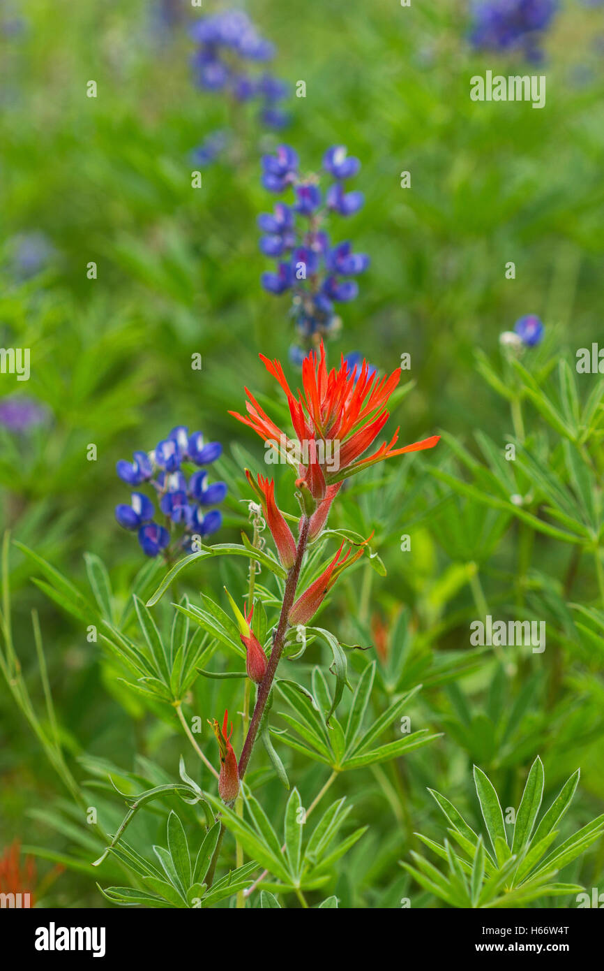 Red Indian Paintbrush colorés se développe parallèlement à la lupin bleu sur un flanc de Crested Butte, Colorado Banque D'Images