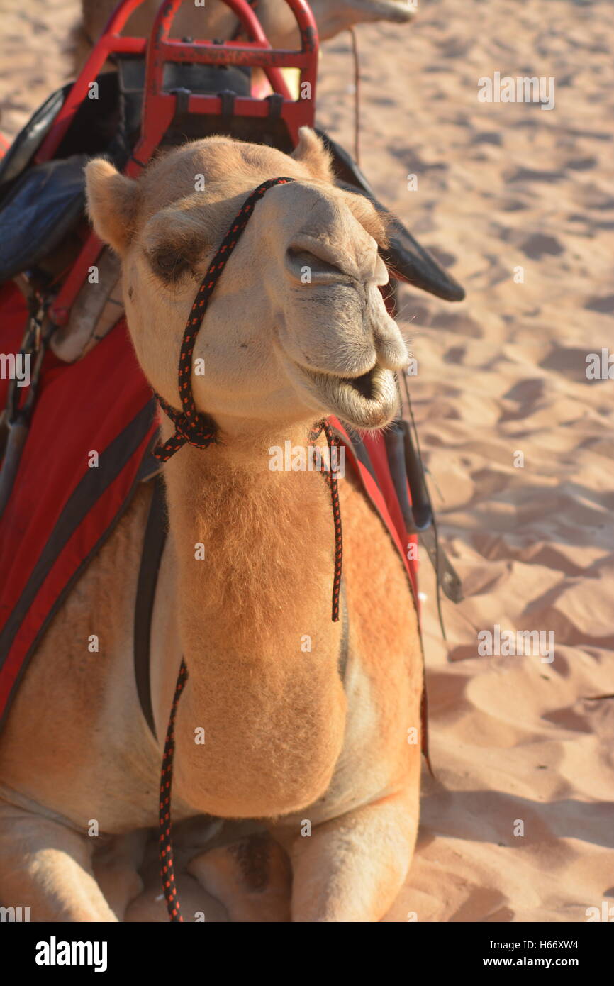 Camel reposant sur cable beach Broome Australie occidentale Banque D'Images