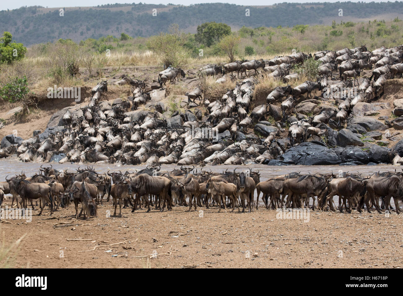 Les troupeaux de gnous traversant la rivière Mara Masai Mara, Kenya Banque D'Images