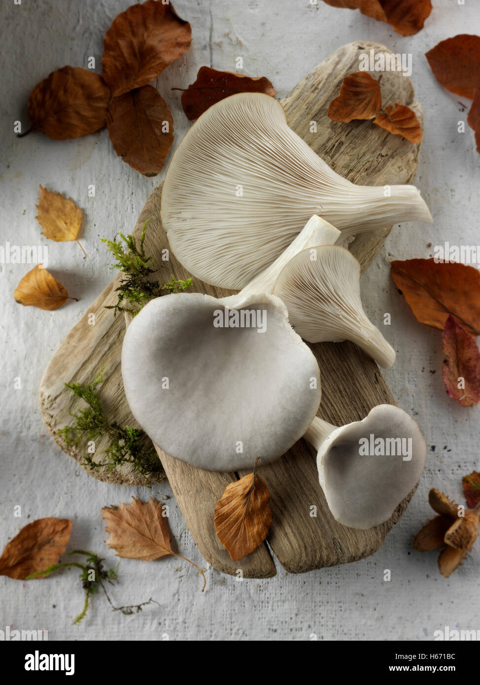 Matières premières fraîches cueillies pleurotes grises, Pleurotus ostreatus, non cuit Banque D'Images