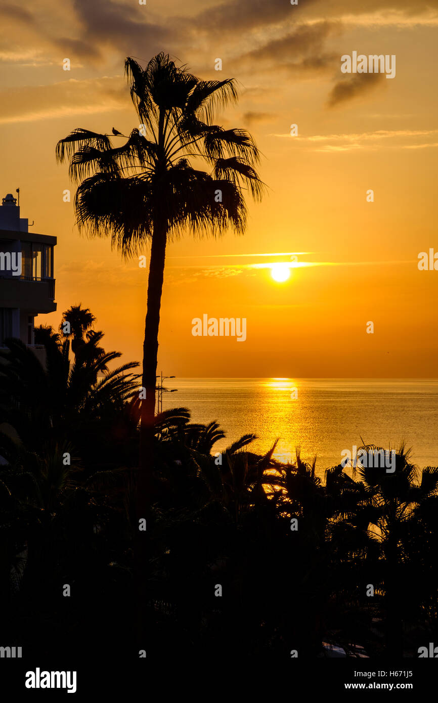 Un magnifique lever de soleil coloré avec un beau gras golden palm silhouetté contre un ciel tôt le matin Banque D'Images