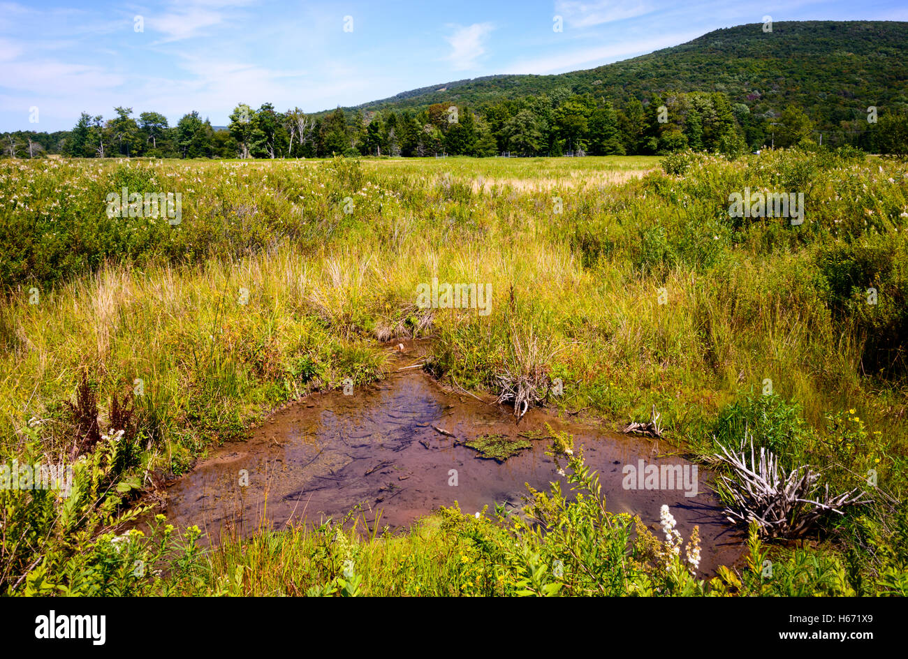 Canaan Valley National Wildlife Refuge Banque D'Images