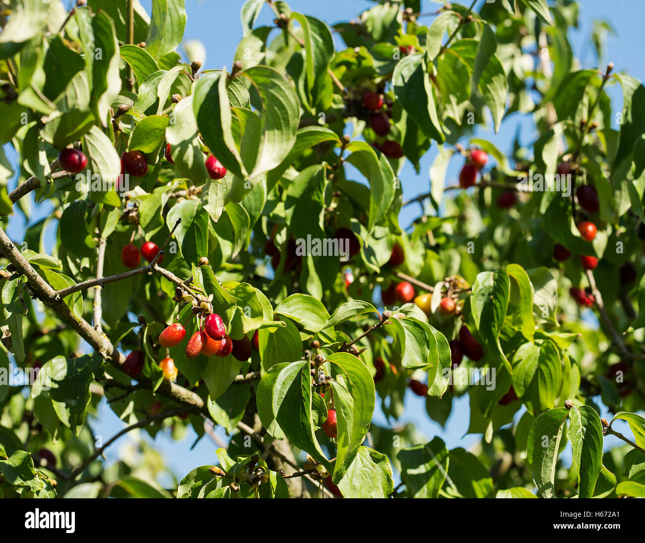 Cherry en cornaline pleine de couleurs un fruit. Banque D'Images