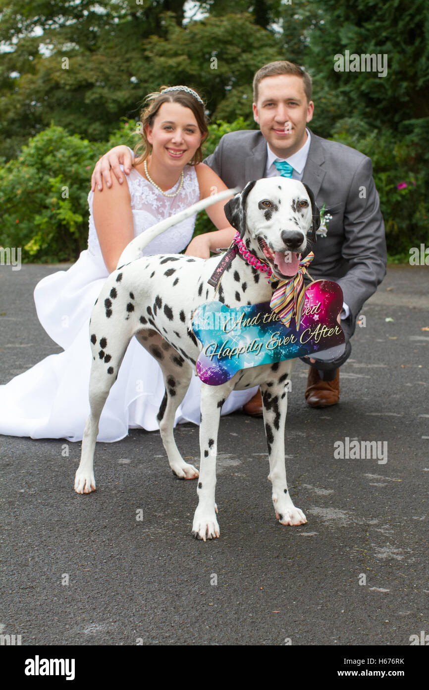 Jeunes mariés et leur chien à leur mariage. Avec sa nouvelle mariée dalmatien propriétaires. Banque D'Images