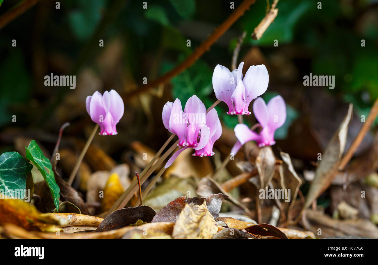 Jolie rose cyclamen hederifolium automne-floraison (cyclamen à feuilles) Banque D'Images