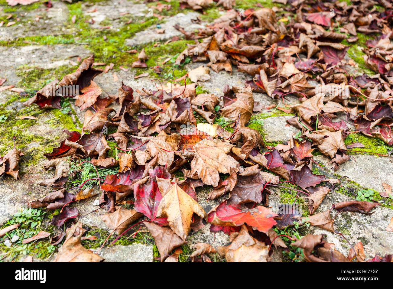 Rouge tombé sycomore (Acer pseudoplatanus) laisse aux couleurs de l'automne sur un pavage fou moussus patio dans le sud de l'Angleterre Banque D'Images