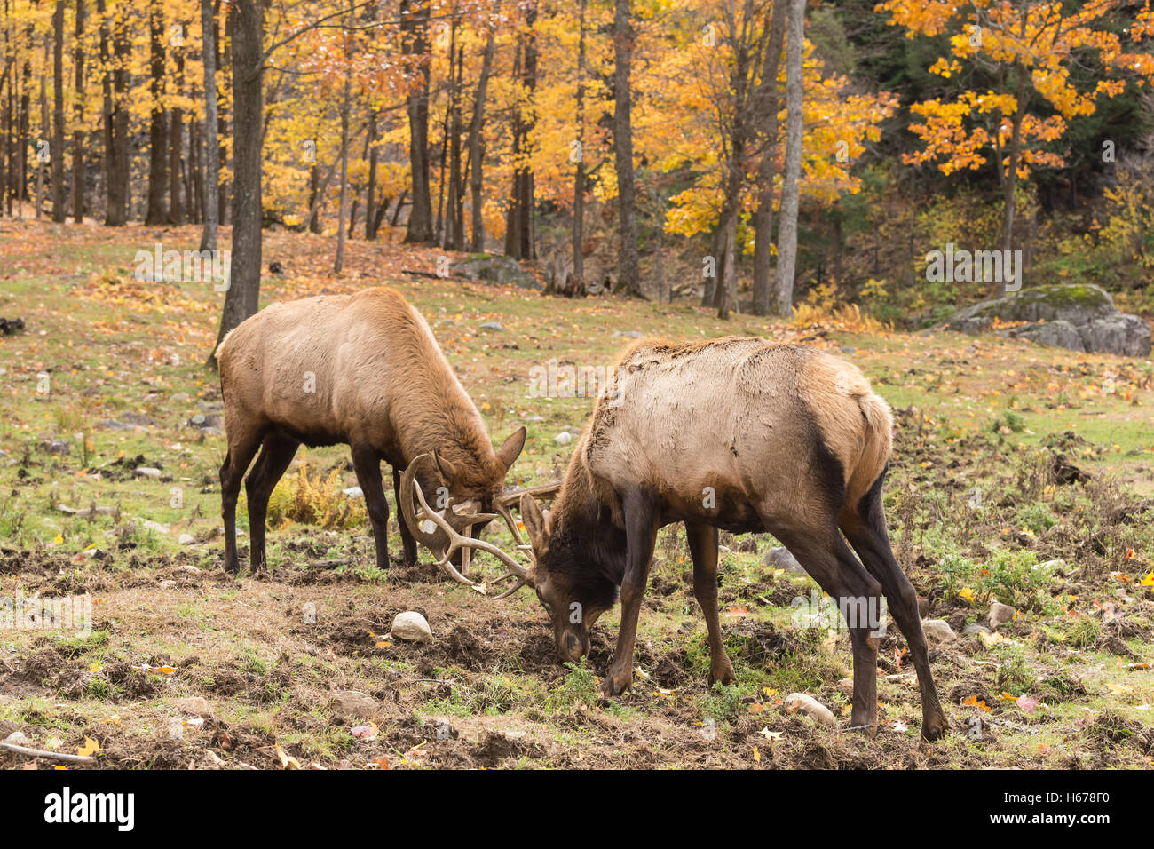 Deux grands red deer dans un combat dans une scène de forêt Banque D'Images