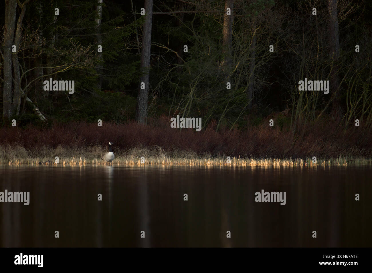 Bernache du Canada ( Branta canadensis ), d'oiseaux adultes solitaires, se reposant à un lac, en face de la lisière d'une forêt, la Suède. Banque D'Images