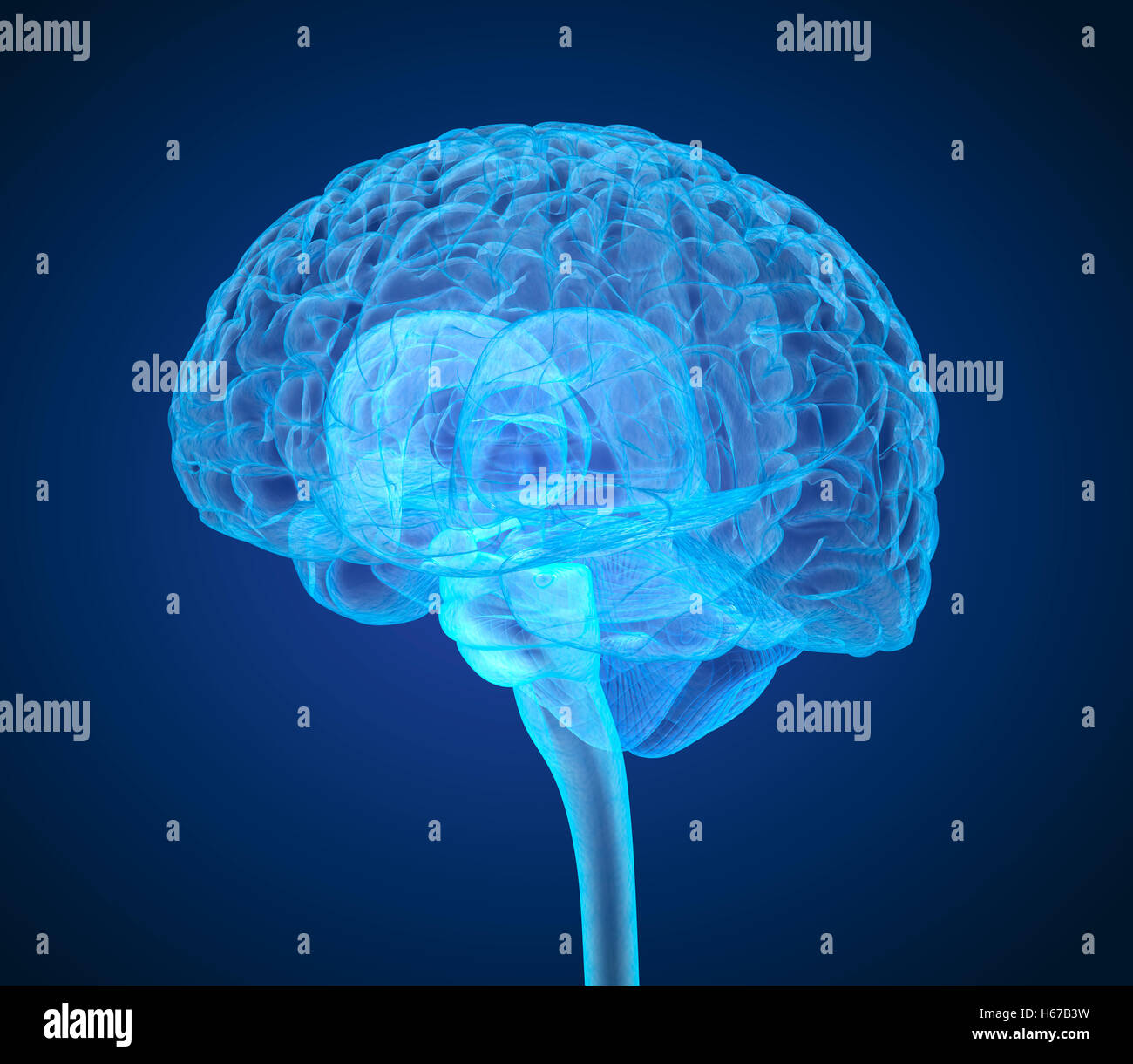 Cerveau humain X-ray , numérisation 3D illustration précise du point de vue médical Banque D'Images