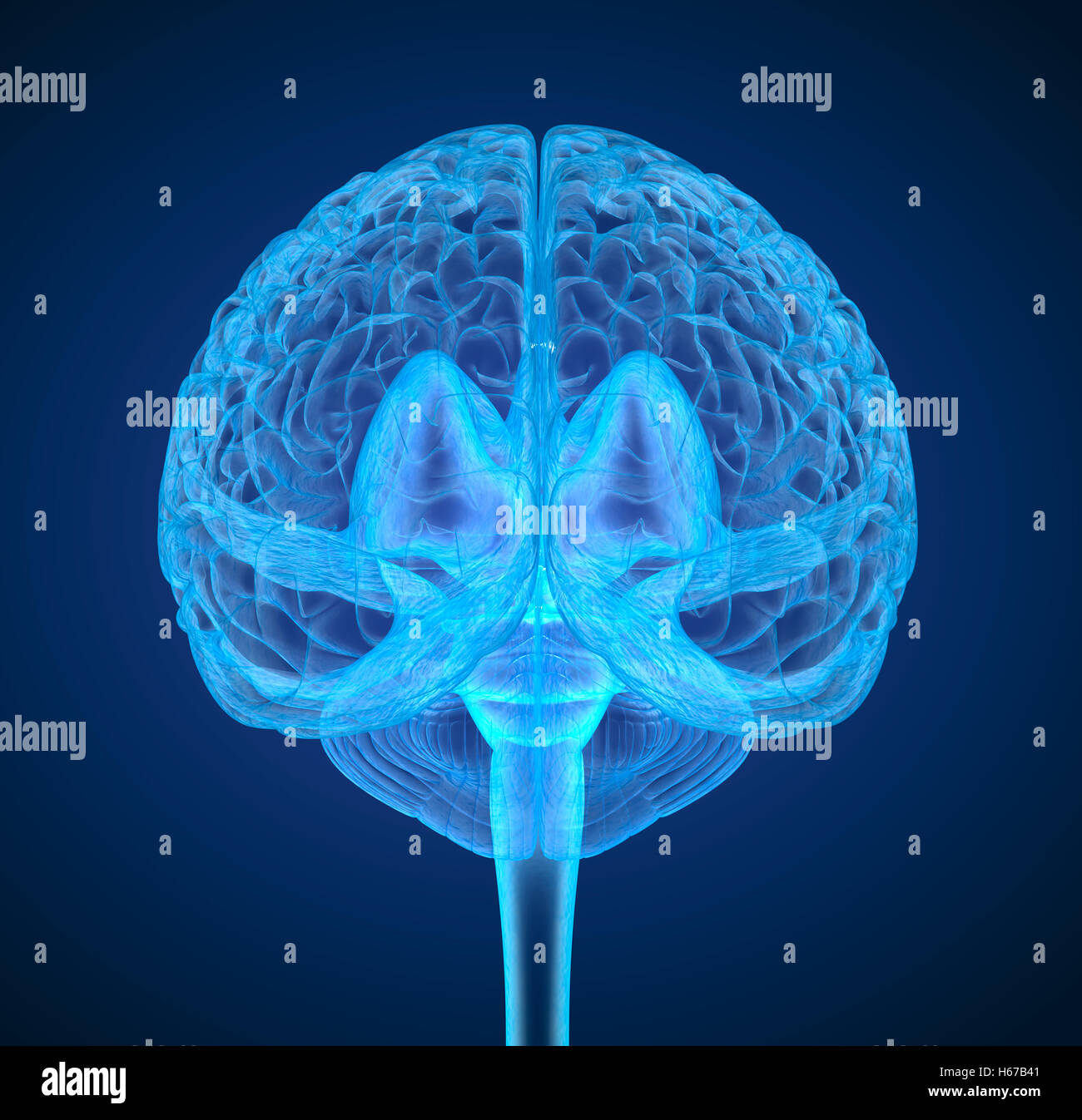 Cerveau humain X-ray , numérisation 3D illustration précise du point de vue médical Banque D'Images
