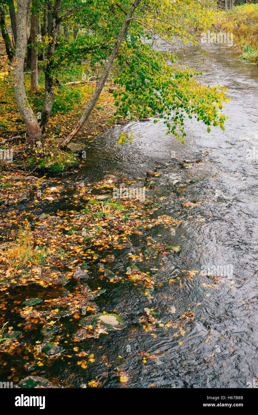 Petit ruisseau avec des feuilles tombées par temps d'automne, à partir de la vue ci-dessus Banque D'Images