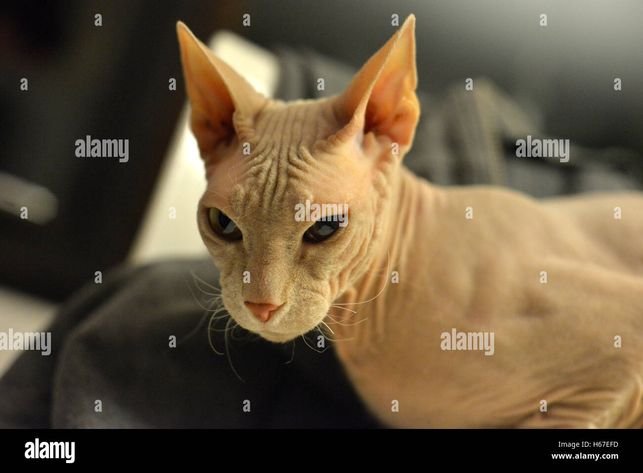 Chat Malefique Banque D Image Et Photos Alamy