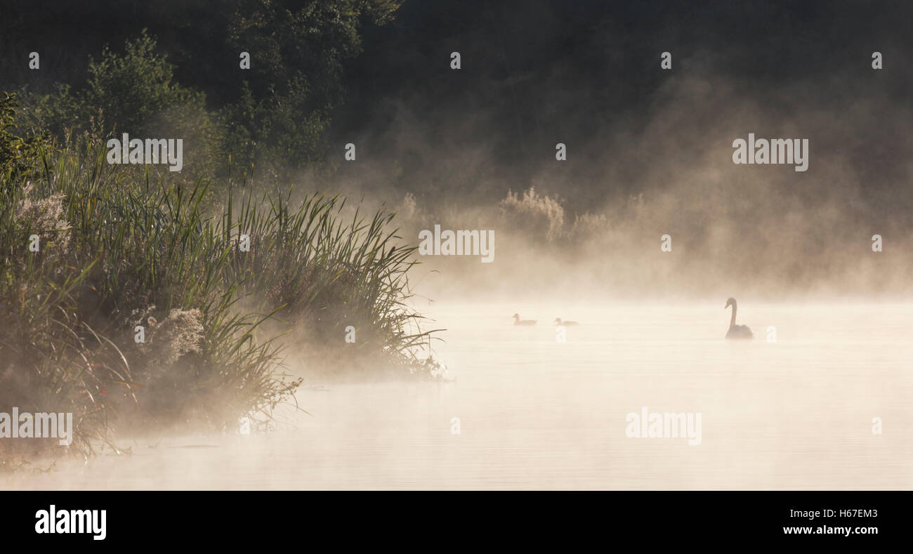 Cygne muet et deux canards colvert natation sur un soleil à l'aube du lac Misty Banque D'Images