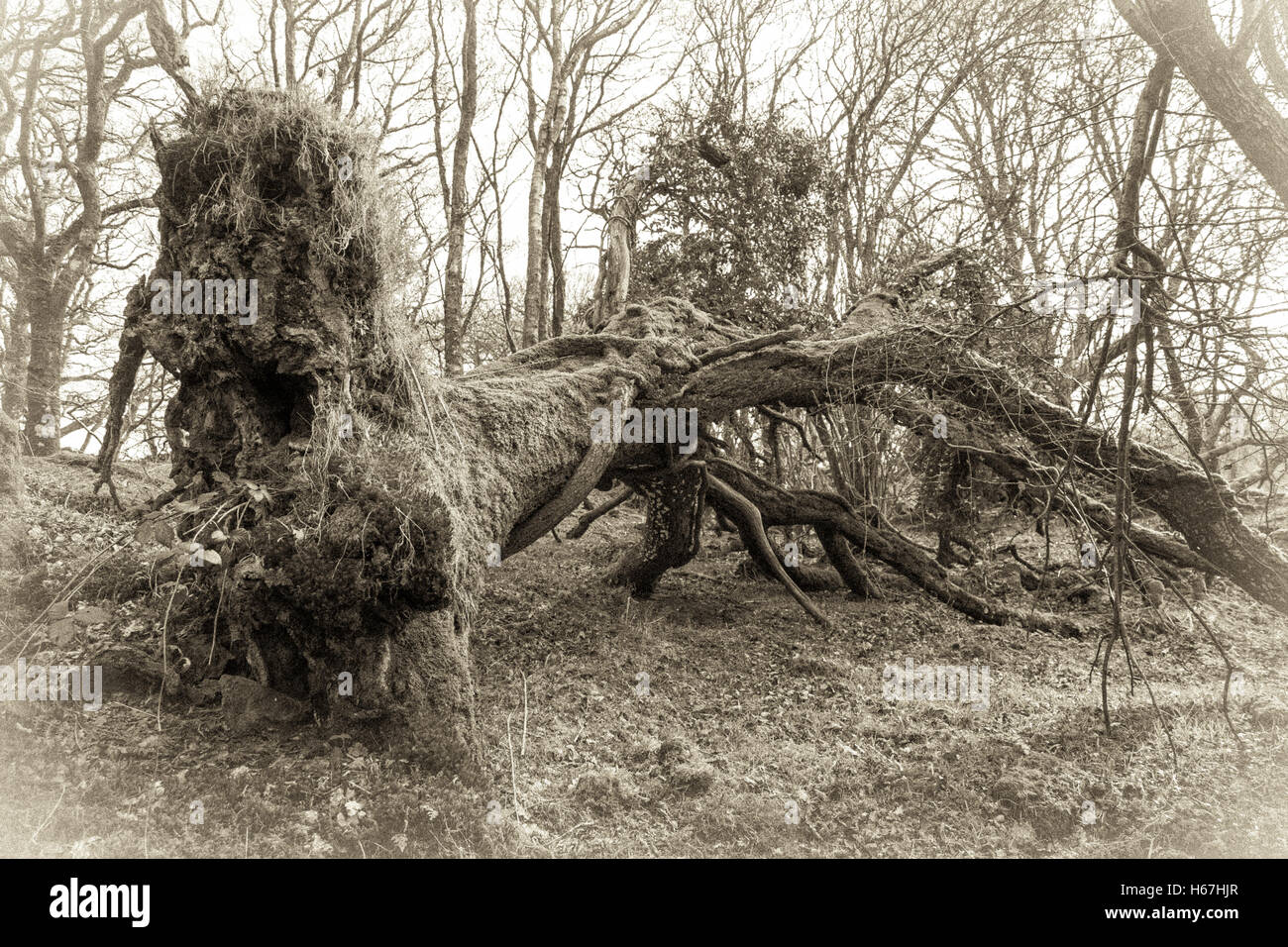 Old style B&W sépia de Canol Ty Woods à Pembrokeshire au début du printemps. Banque D'Images