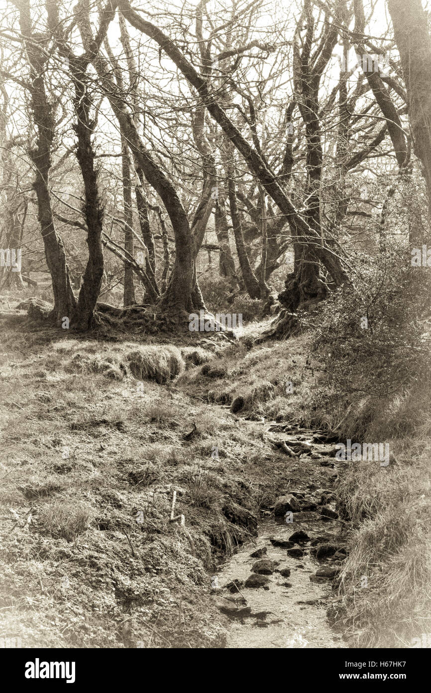 Old style B&W sépia de Canol Ty Woods à Pembrokeshire au début du printemps. Banque D'Images