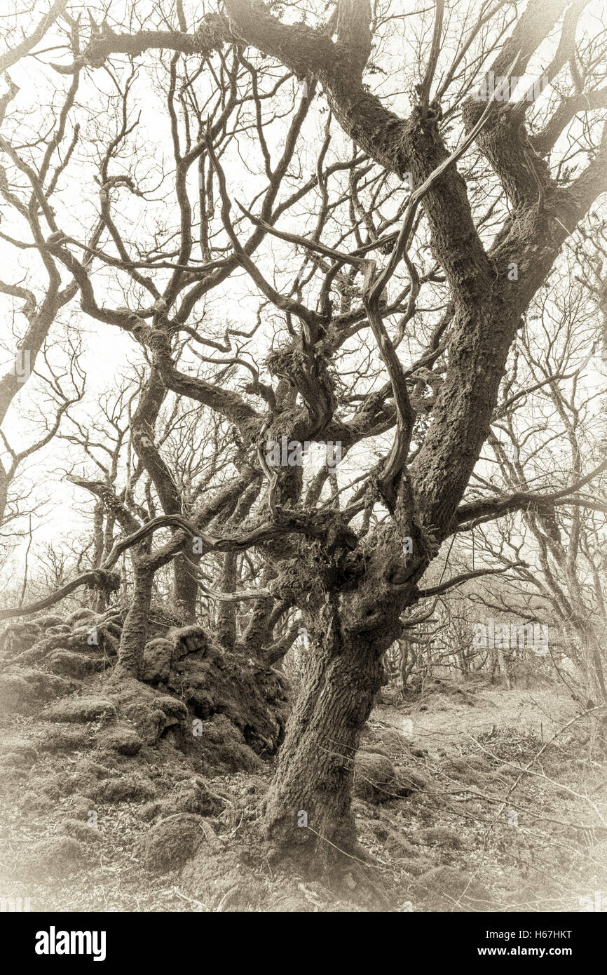 Old style B&W sépia de Canol Ty Woods à Pembrokeshire au début du printemps. Banque D'Images