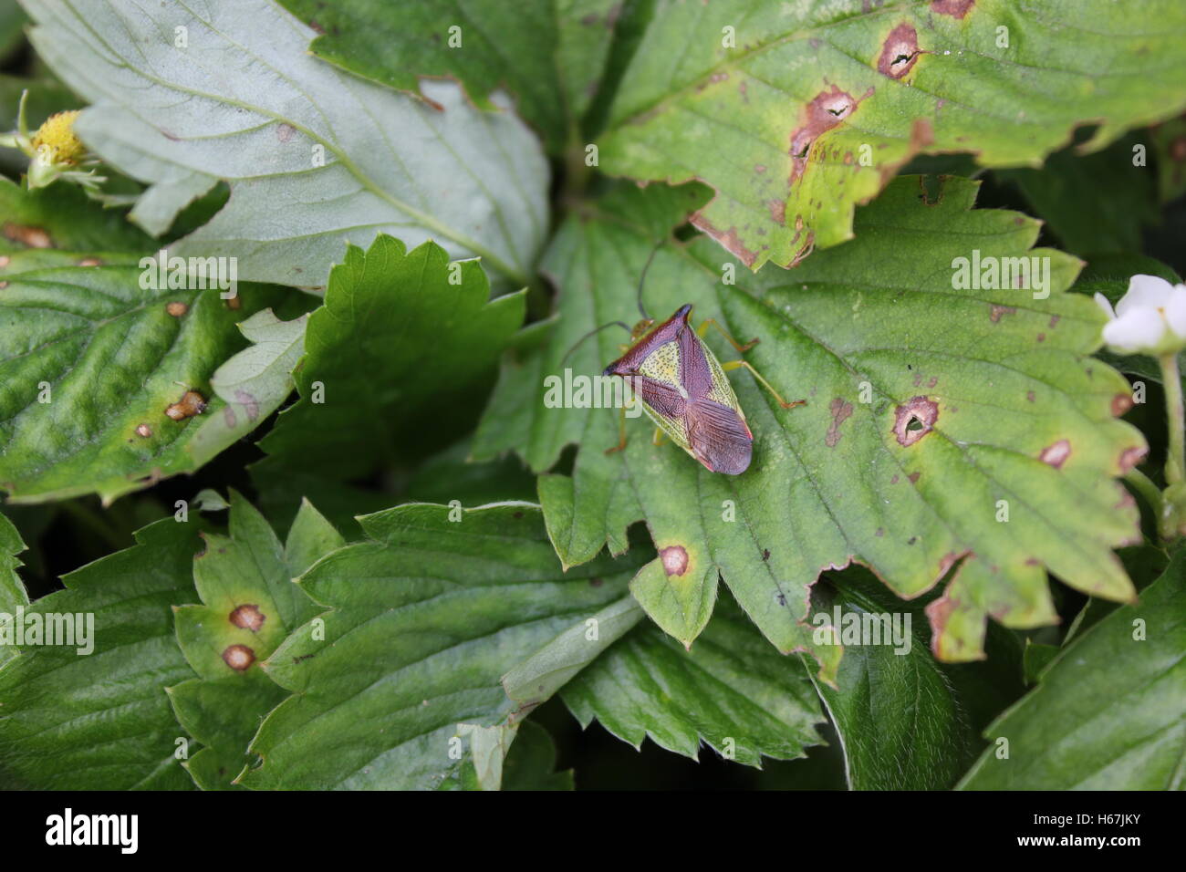 Punaise verte avec des feuilles sur fond naturel 20489 Banque D'Images