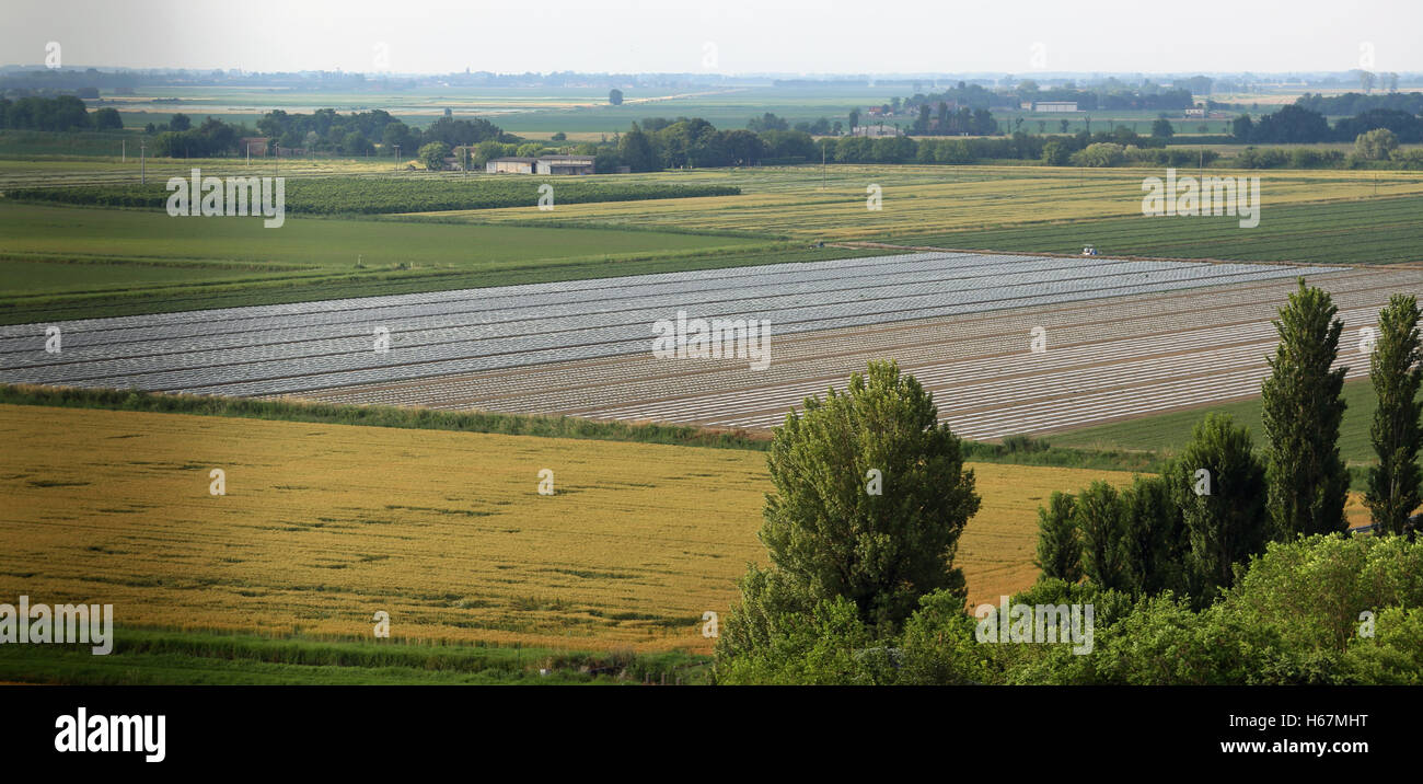 Panorama de champs cultivés dans la grande vallée du Pô en Italie centrale Banque D'Images