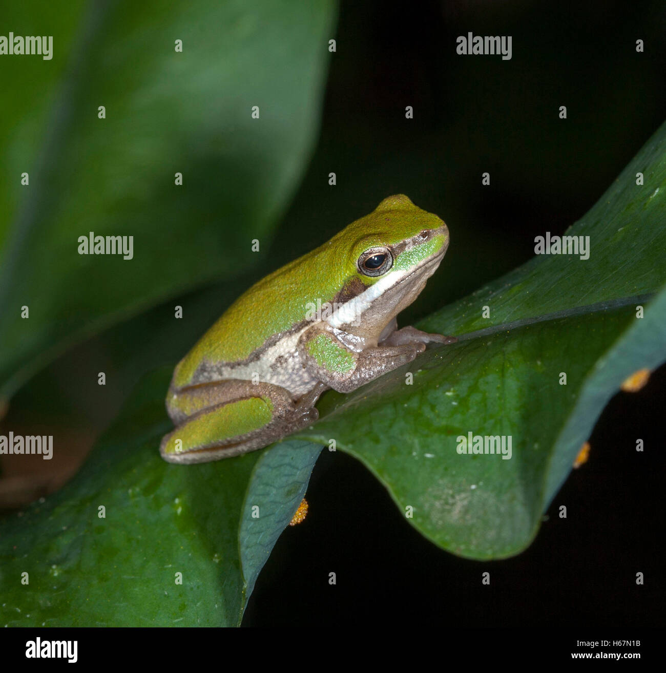 Petit livre vert et blanc de l'Est de l'Australie arbre nain, grenouille Litoria fallax sur les frondes de fougère émeraude sur fond noir au jardin Banque D'Images