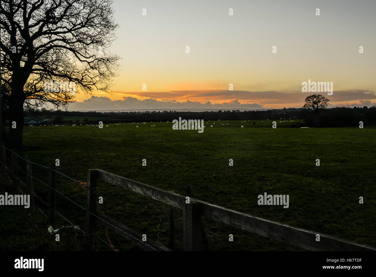 Coucher de soleil sur un champ de moutons dans Cheshire, Royaume-Uni Banque D'Images