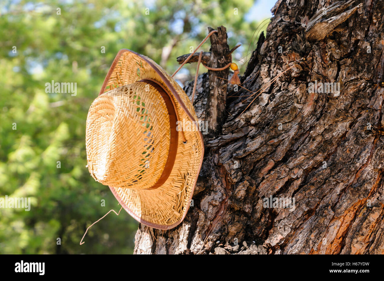Chapeau de paille attachée à un arbre Photo Stock - Alamy